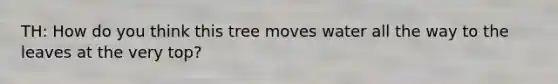 TH: How do you think this tree moves water all the way to the leaves at the very top?