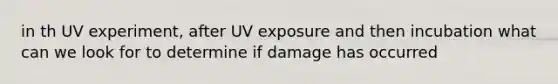 in th UV experiment, after UV exposure and then incubation what can we look for to determine if damage has occurred