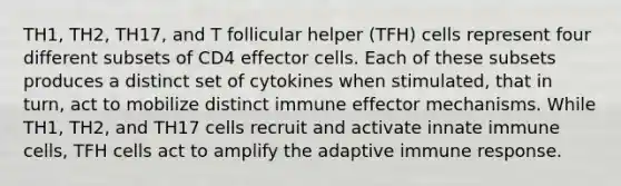 TH1, TH2, TH17, and T follicular helper (TFH) cells represent four different subsets of CD4 effector cells. Each of these subsets produces a distinct set of cytokines when stimulated, that in turn, act to mobilize distinct immune effector mechanisms. While TH1, TH2, and TH17 cells recruit and activate innate immune cells, TFH cells act to amplify the adaptive immune response.