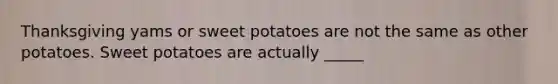 Thanksgiving yams or sweet potatoes are not the same as other potatoes. Sweet potatoes are actually _____