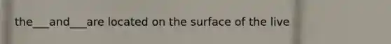 the___and___are located on the surface of the live