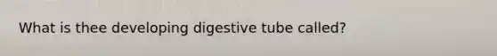 What is thee developing digestive tube called?