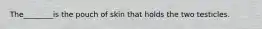 The________is the pouch of skin that holds the two testicles.