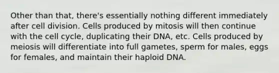 Other than that, there's essentially nothing different immediately after cell division. Cells produced by mitosis will then continue with the cell cycle, duplicating their DNA, etc. Cells produced by meiosis will differentiate into full gametes, sperm for males, eggs for females, and maintain their haploid DNA.