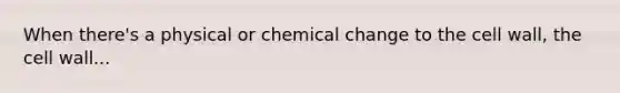 When there's a physical or chemical change to the <a href='https://www.questionai.com/knowledge/koIRusoDXG-cell-wall' class='anchor-knowledge'>cell wall</a>, the cell wall...