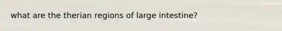 what are the therian regions of large intestine?