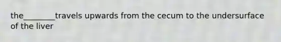 the________travels upwards from the cecum to the undersurface of the liver