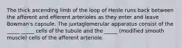 The thick ascending limb of the loop of Henle runs back between the afferent and efferent arterioles as they enter and leave Bowman's capsule. The juxtaglomerular apparatus consist of the _____ _____ cells of the tubule and the _____ (modified smooth muscle) cells of the afferent arteriole.