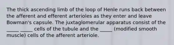 The thick ascending limb of the loop of Henle runs back between the afferent and efferent arterioles as they enter and leave Bowman's capsule. The juxtaglomerular apparatus consist of the _____ _____ cells of the tubule and the _____ (modified smooth muscle) cells of the afferent arteriole.