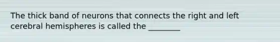 The thick band of neurons that connects the right and left cerebral hemispheres is called the ________