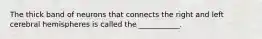 The thick band of neurons that connects the right and left cerebral hemispheres is called the ___________.