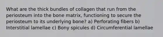 What are the thick bundles of collagen that run from the periosteum into the bone matrix, functioning to secure the periosteum to its underlying bone? a) Perforating fibers b) Interstitial lamellae c) Bony spicules d) Circumferential lamellae