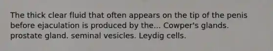 The thick clear fluid that often appears on the tip of the penis before ejaculation is produced by the... Cowper's glands. prostate gland. seminal vesicles. Leydig cells.