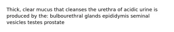 Thick, clear mucus that cleanses the urethra of acidic urine is produced by the: bulbourethral glands epididymis seminal vesicles testes prostate