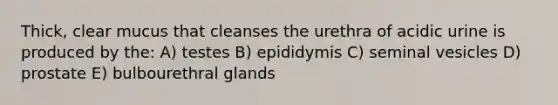 Thick, clear mucus that cleanses the urethra of acidic urine is produced by the: A) testes B) epididymis C) seminal vesicles D) prostate E) bulbourethral glands