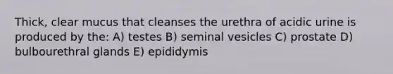 Thick, clear mucus that cleanses the urethra of acidic urine is produced by the: A) testes B) seminal vesicles C) prostate D) bulbourethral glands E) epididymis