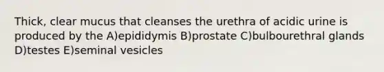 Thick, clear mucus that cleanses the urethra of acidic urine is produced by the A)epididymis B)prostate C)bulbourethral glands D)testes E)seminal vesicles