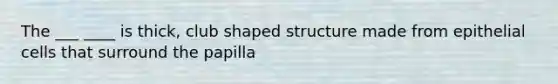 The ___ ____ is thick, club shaped structure made from epithelial cells that surround the papilla