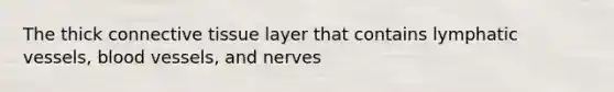 The thick connective tissue layer that contains lymphatic vessels, blood vessels, and nerves