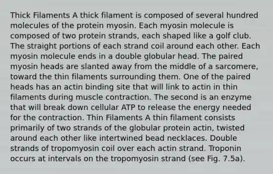 Thick Filaments A thick filament is composed of several hundred molecules of the protein myosin. Each myosin molecule is composed of two protein strands, each shaped like a golf club. The straight portions of each strand coil around each other. Each myosin molecule ends in a double globular head. The paired myosin heads are slanted away from the middle of a sarcomere, toward the thin filaments surrounding them. One of the paired heads has an actin binding site that will link to actin in thin filaments during muscle contraction. The second is an enzyme that will break down cellular ATP to release the energy needed for the contraction. Thin Filaments A thin filament consists primarily of two strands of the globular protein actin, twisted around each other like intertwined bead necklaces. Double strands of tropomyosin coil over each actin strand. Troponin occurs at intervals on the tropomyosin strand (see Fig. 7.5a).