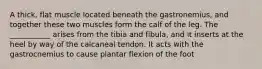 A thick, flat muscle located beneath the gastronemius, and together these two muscles form the calf of the leg. The ___________ arises from the tibia and fibula, and it inserts at the heel by way of the calcaneal tendon. It acts with the gastrocnemius to cause plantar flexion of the foot