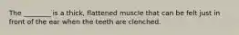 The ________ is a thick, flattened muscle that can be felt just in front of the ear when the teeth are clenched.