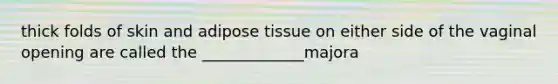 thick folds of skin and adipose tissue on either side of the vaginal opening are called the _____________majora