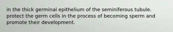 in the thick germinal epithelium of the seminiferous tubule. protect the germ cells in the process of becoming sperm and promote their development.