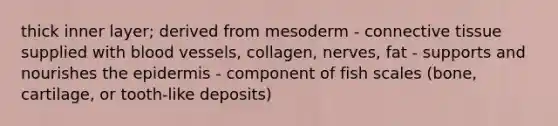 thick inner layer; derived from mesoderm - connective tissue supplied with blood vessels, collagen, nerves, fat - supports and nourishes the epidermis - component of fish scales (bone, cartilage, or tooth-like deposits)