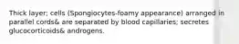 Thick layer; cells (Spongiocytes-foamy appearance) arranged in parallel cords& are separated by blood capillaries; secretes glucocorticoids& androgens.