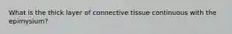 What is the thick layer of connective tissue continuous with the epimysium?