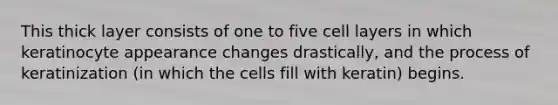 This thick layer consists of one to five cell layers in which keratinocyte appearance changes drastically, and the process of keratinization (in which the cells fill with keratin) begins.