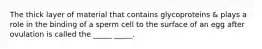 The thick layer of material that contains glycoproteins & plays a role in the binding of a sperm cell to the surface of an egg after ovulation is called the _____ _____.