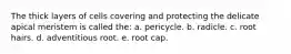 The thick layers of cells covering and protecting the delicate apical meristem is called the: a. pericycle. b. radicle. c. root hairs. d. adventitious root. e. root cap.