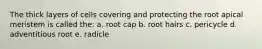 The thick layers of cells covering and protecting the root apical meristem is called the: a. root cap b. root hairs c. pericycle d. adventitious root e. radicle