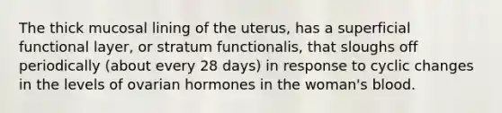 The thick mucosal lining of the uterus, has a superficial functional layer, or stratum functionalis, that sloughs off periodically (about every 28 days) in response to cyclic changes in the levels of ovarian hormones in the woman's blood.