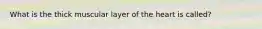 What is the thick muscular layer of the heart is called?