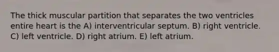 The thick muscular partition that separates the two ventricles entire heart is the A) interventricular septum. B) right ventricle. C) left ventricle. D) right atrium. E) left atrium.