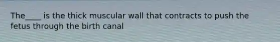 The____ is the thick muscular wall that contracts to push the fetus through the birth canal