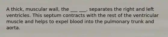 A thick, muscular wall, the ___ ___, separates the right and left ventricles. This septum contracts with the rest of the ventricular muscle and helps to expel blood into the pulmonary trunk and aorta.