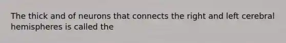 The thick and of neurons that connects the right and left cerebral hemispheres is called the