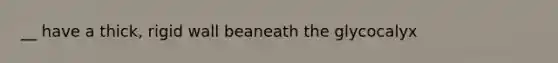 __ have a thick, rigid wall beaneath the glycocalyx