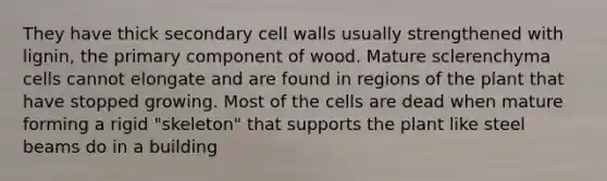 They have thick secondary cell walls usually strengthened with lignin, the primary component of wood. Mature sclerenchyma cells cannot elongate and are found in regions of the plant that have stopped growing. Most of the cells are dead when mature forming a rigid "skeleton" that supports the plant like steel beams do in a building