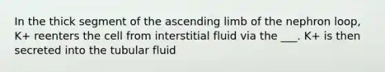 In the thick segment of the ascending limb of the nephron loop, K+ reenters the cell from interstitial fluid via the ___. K+ is then secreted into the tubular fluid