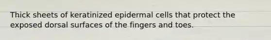 Thick sheets of keratinized epidermal cells that protect the exposed dorsal surfaces of the fingers and toes.