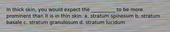 In thick skin, you would expect the __________ to be more prominent than it is in thin skin. a. stratum spinosum b. stratum basale c. stratum granulosum d. stratum lucidum