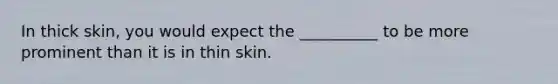 In thick skin, you would expect the __________ to be more prominent than it is in thin skin.