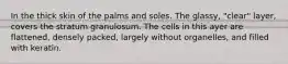 In the thick skin of the palms and soles. The glassy, "clear" layer, covers the stratum granulosum. The cells in this ayer are flattened, densely packed, largely without organelles, and filled with keratin.