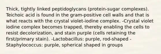 Thick, tightly linked peptidoglycans (protein-sugar complexes). Teichoic acid is found in the gram-positive cell walls and that is what reacts with the crystal violet-iodine complex. -Crystal violet iodine complex becomes trapped, thereby enabling the cells to resist decolorization, and stain purple (cells retaining the first/primary stain). -Lactobacillus: purple, rod-shaped -Staphylococcus: purple, spherical shaped in groups