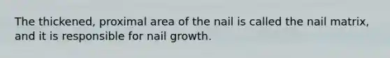 The thickened, proximal area of the nail is called the nail matrix, and it is responsible for nail growth.